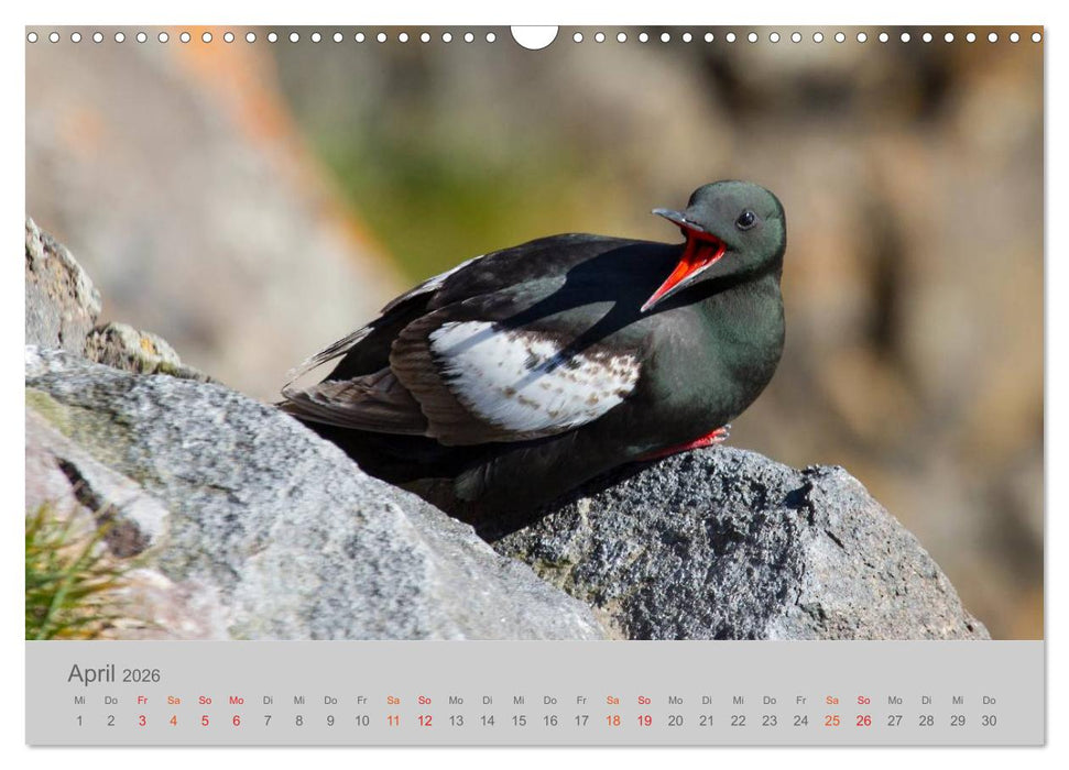 Spitzbergen 80° Nord (CALVENDO Wandkalender 2026)