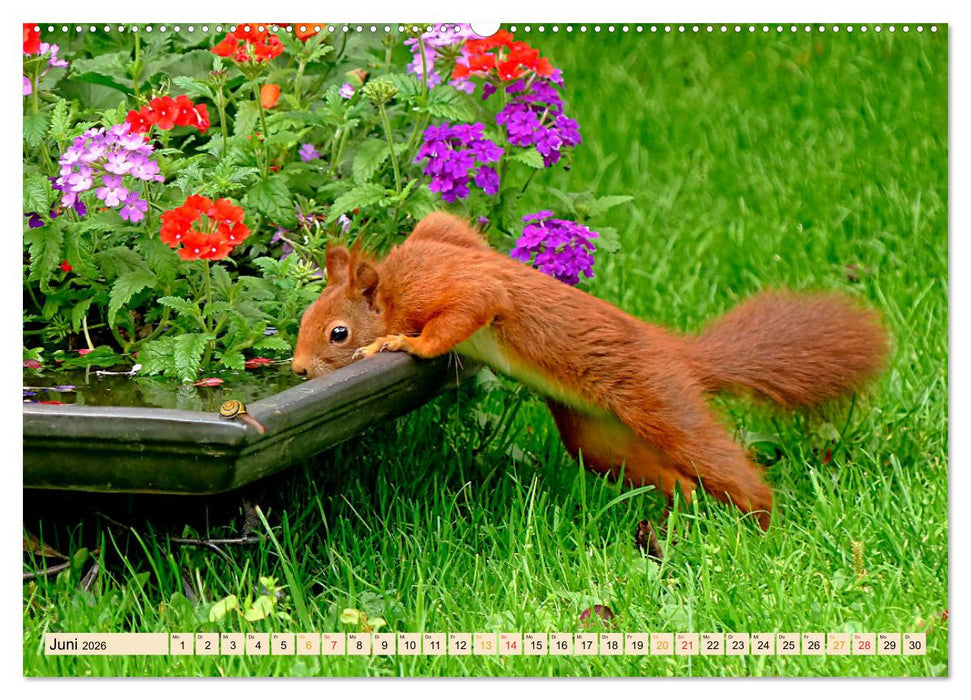 Eichhörnchen - immer wieder süß (CALVENDO Premium Wandkalender 2026)