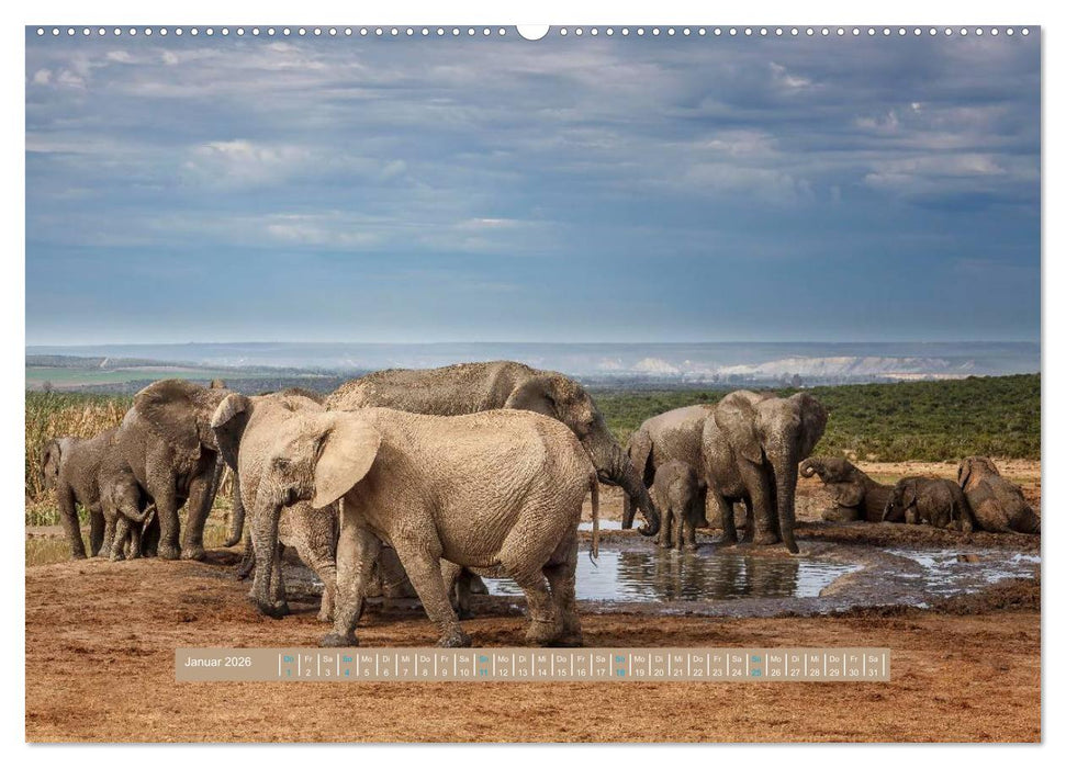 Afrikas Tierwelt - Wilde Elefanten (CALVENDO Premium Wandkalender 2026)