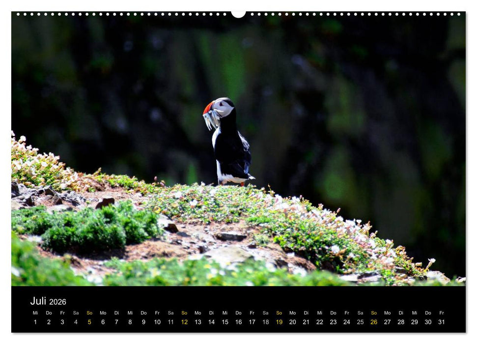 Wales Pembrokeshire - Natur im Fokus- (CALVENDO Premium Wandkalender 2026)