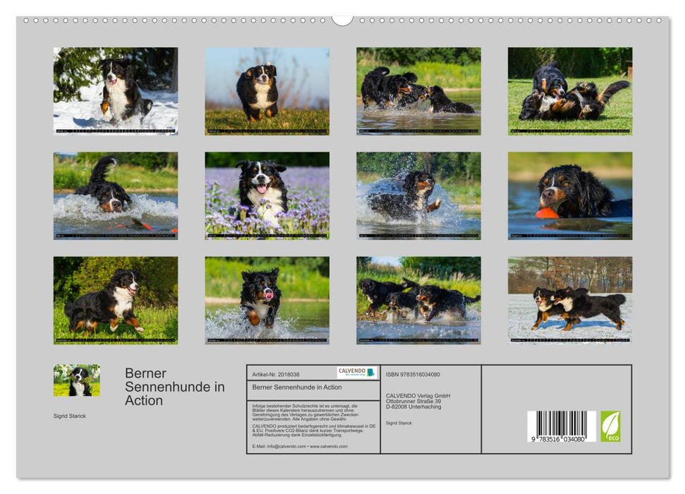 Berner Sennenhunde in Action (CALVENDO Premium Wandkalender 2026)