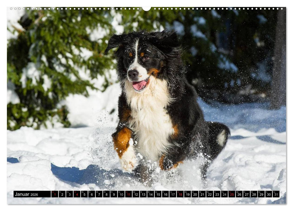Berner Sennenhunde in Action (CALVENDO Premium Wandkalender 2026)