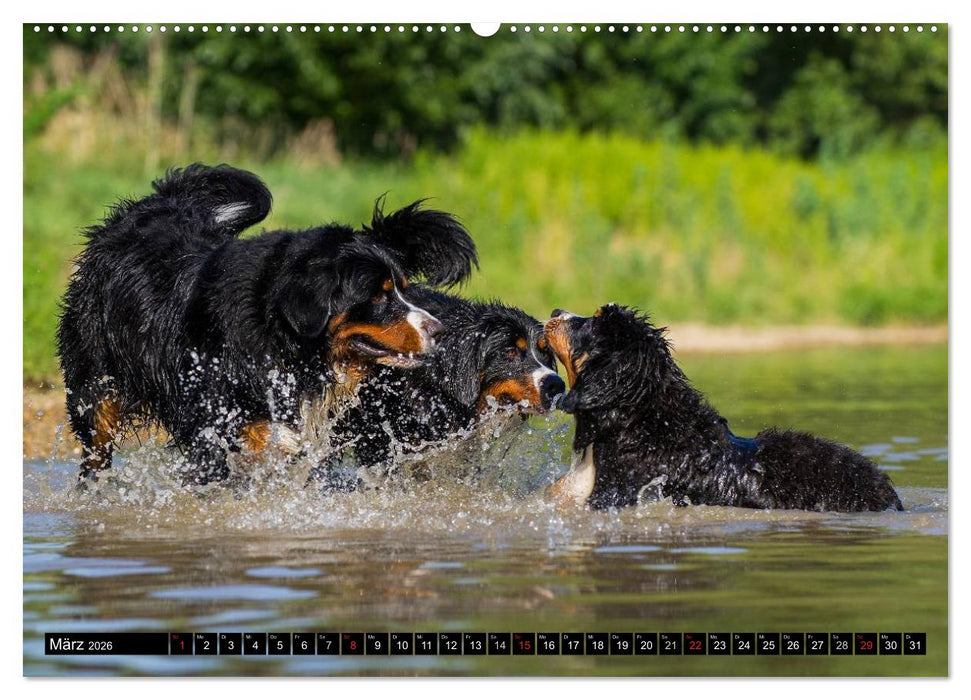 Berner Sennenhunde in Action (CALVENDO Premium Wandkalender 2026)