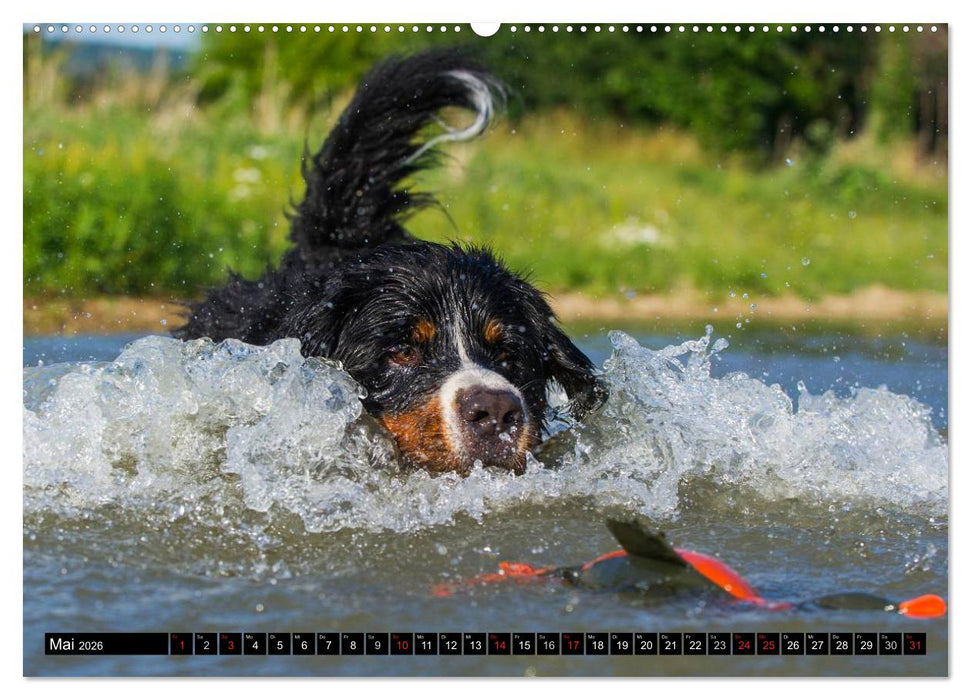 Berner Sennenhunde in Action (CALVENDO Premium Wandkalender 2026)