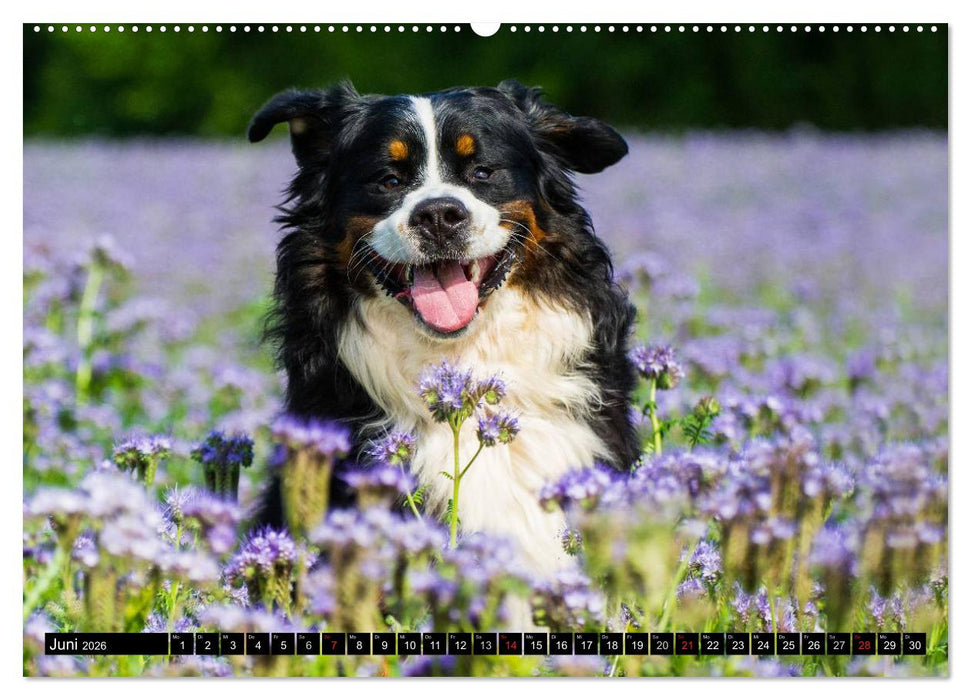 Berner Sennenhunde in Action (CALVENDO Premium Wandkalender 2026)