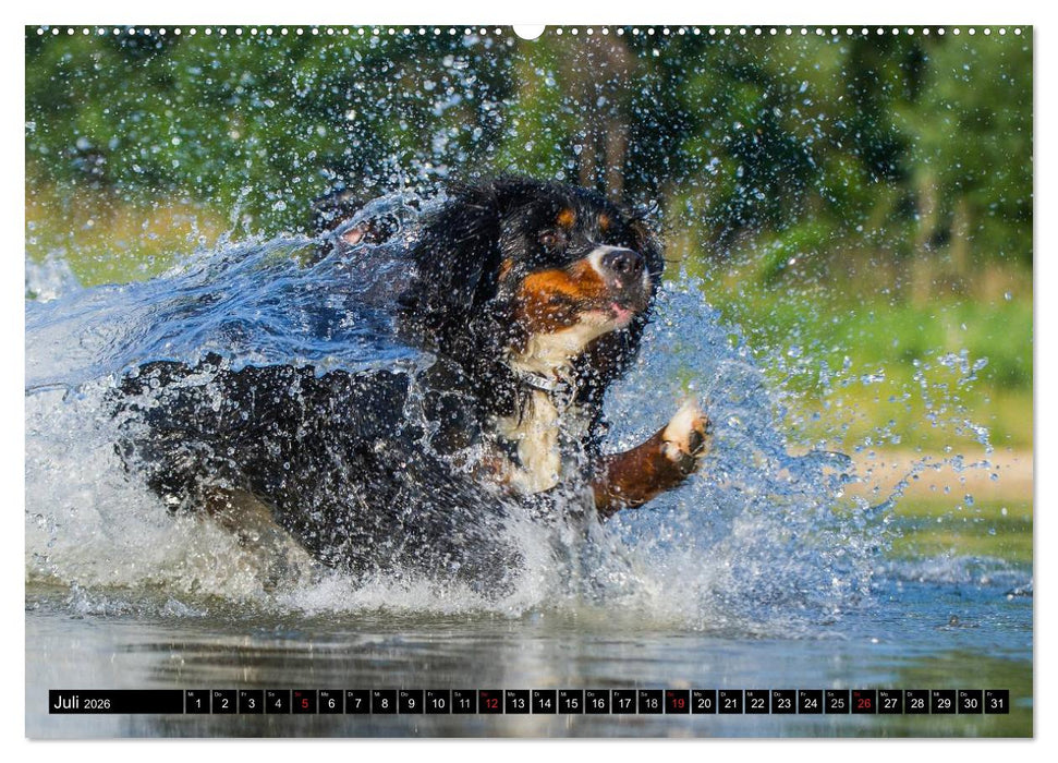 Berner Sennenhunde in Action (CALVENDO Premium Wandkalender 2026)