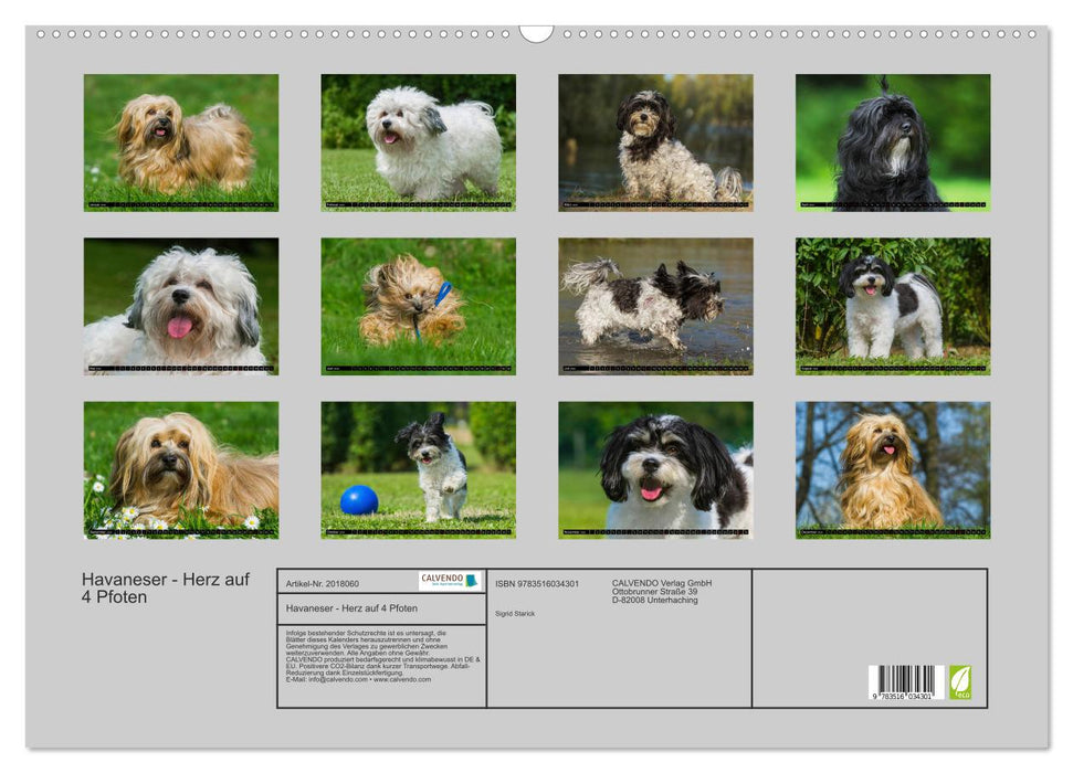 Havaneser - Herz auf 4 Pfoten (CALVENDO Wandkalender 2026)