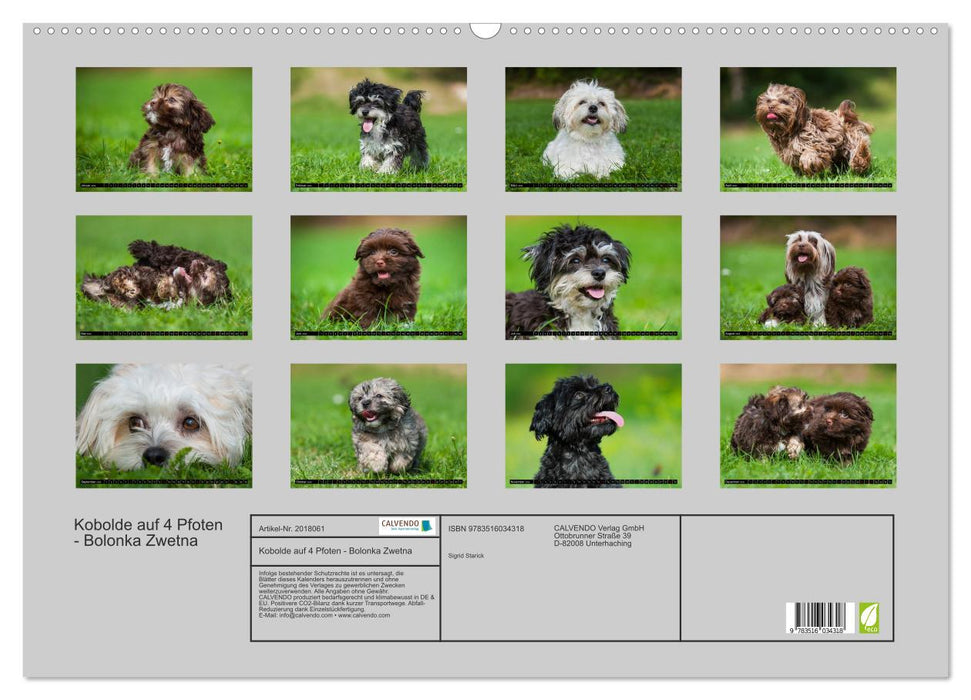 Kobolde auf 4 Pfoten - Bolonka Zwetna (CALVENDO Wandkalender 2026)