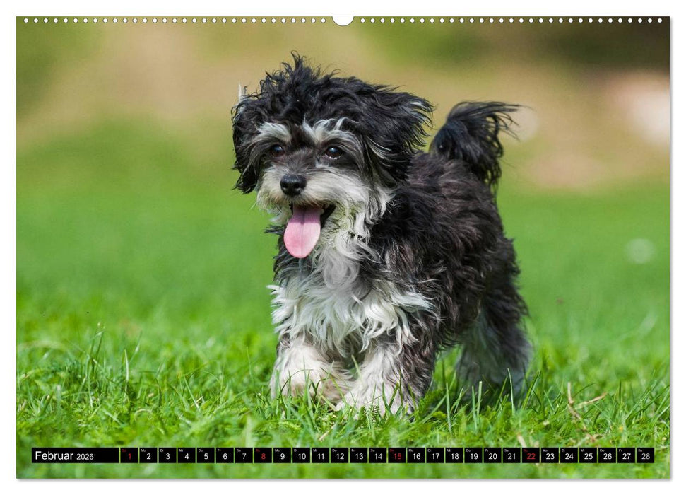 Kobolde auf 4 Pfoten - Bolonka Zwetna (CALVENDO Wandkalender 2026)