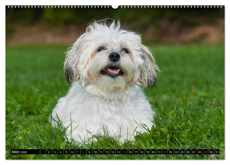 Kobolde auf 4 Pfoten - Bolonka Zwetna (CALVENDO Wandkalender 2026)