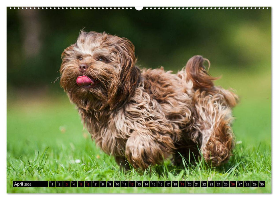 Kobolde auf 4 Pfoten - Bolonka Zwetna (CALVENDO Wandkalender 2026)