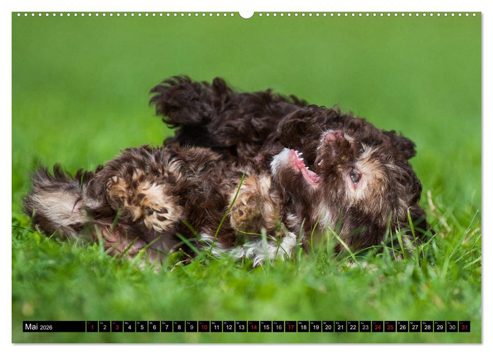 Kobolde auf 4 Pfoten - Bolonka Zwetna (CALVENDO Wandkalender 2026)