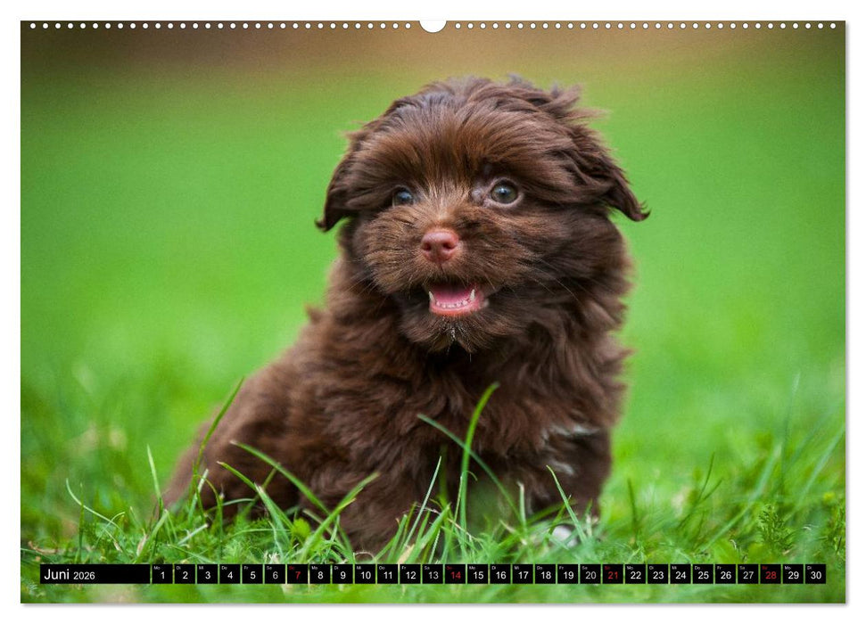 Kobolde auf 4 Pfoten - Bolonka Zwetna (CALVENDO Wandkalender 2026)