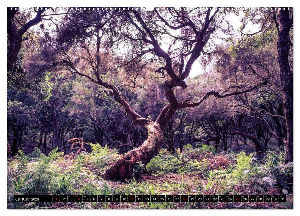 Madeira - Insel mitten im Atlantik (CALVENDO Wandkalender 2026)