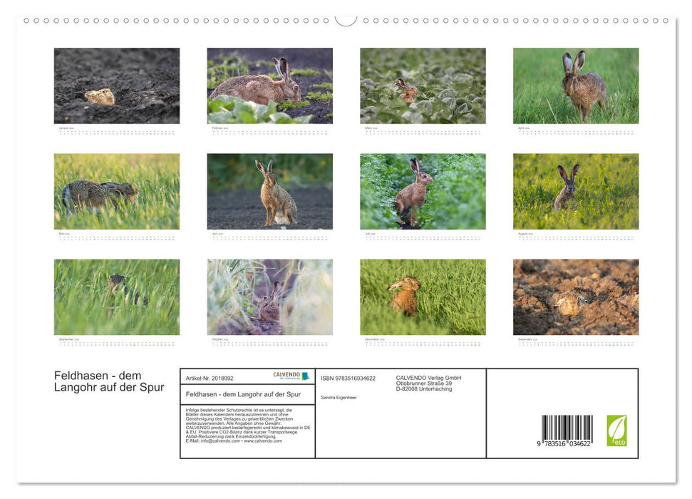 Feldhasen - dem Langohr auf der Spur (CALVENDO Premium Wandkalender 2026)