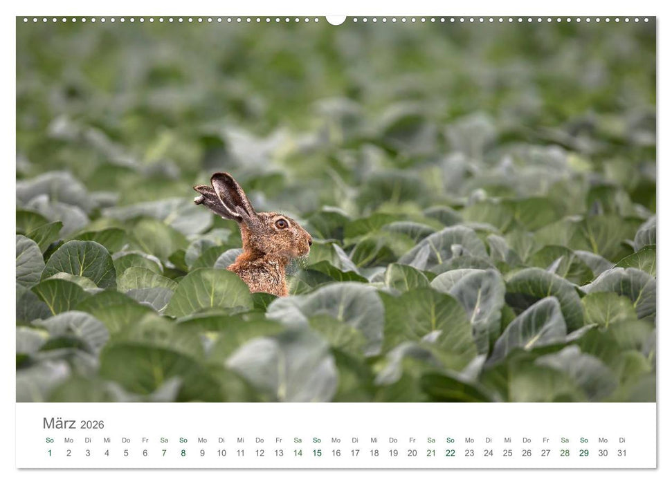 Feldhasen - dem Langohr auf der Spur (CALVENDO Premium Wandkalender 2026)