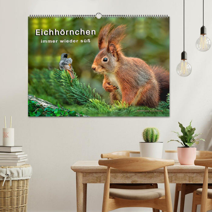 Eichhörnchen - immer wieder süß (CALVENDO Wandkalender 2026)
