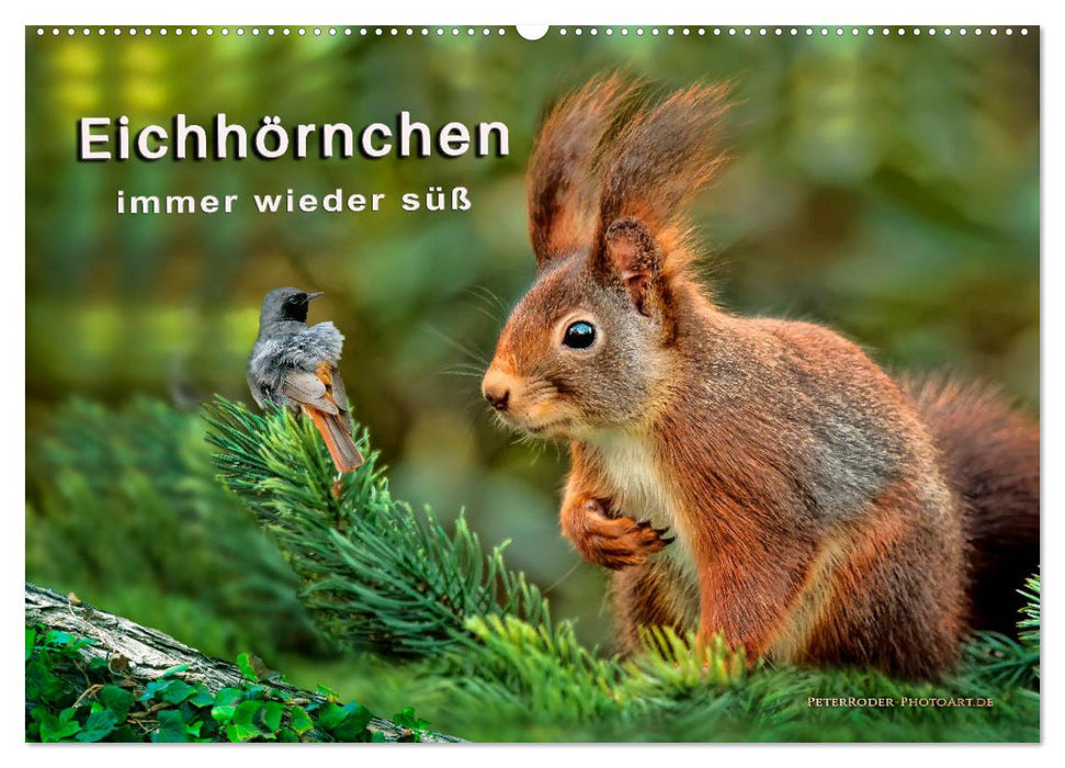 Eichhörnchen - immer wieder süß (CALVENDO Wandkalender 2026)