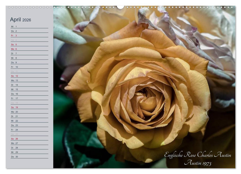 Kurfürstliche Rosen Eltville am Rhein (CALVENDO Wandkalender 2026)