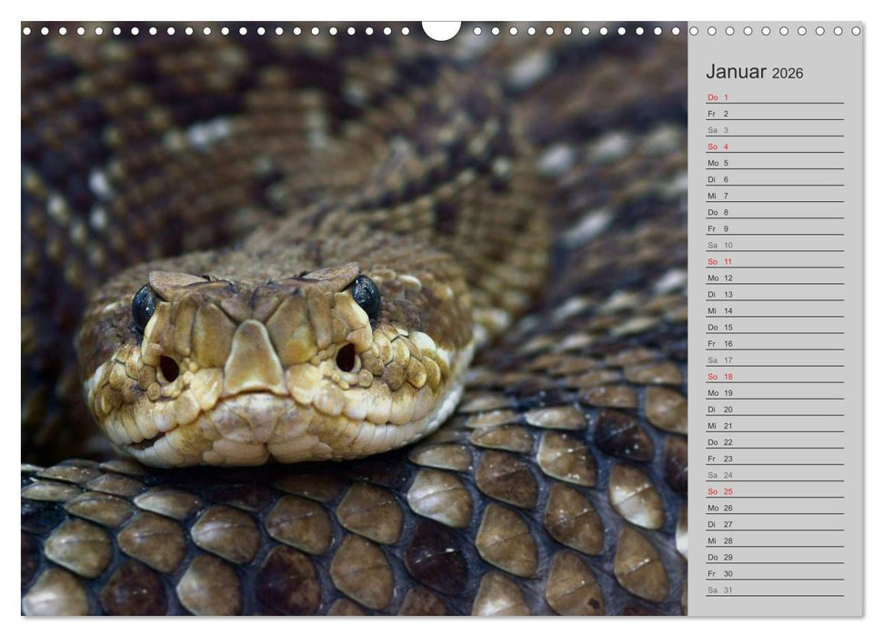Schlangen und Co. - Faszination pur (CALVENDO Wandkalender 2026)