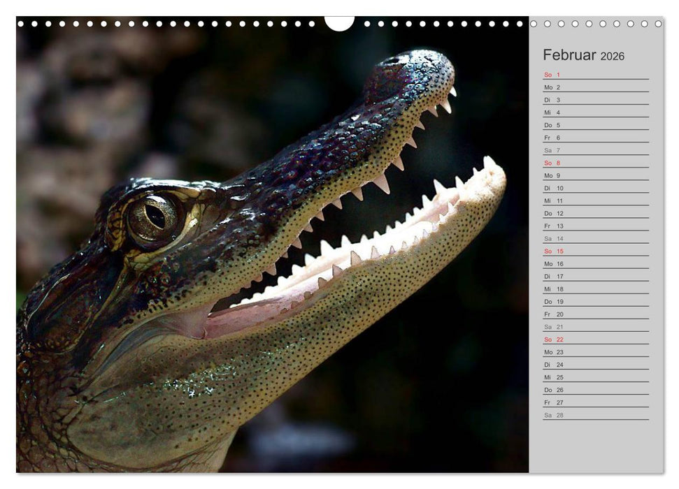 Schlangen und Co. - Faszination pur (CALVENDO Wandkalender 2026)