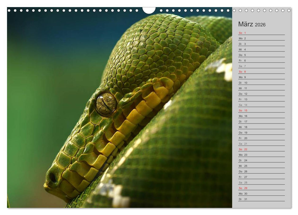 Schlangen und Co. - Faszination pur (CALVENDO Wandkalender 2026)