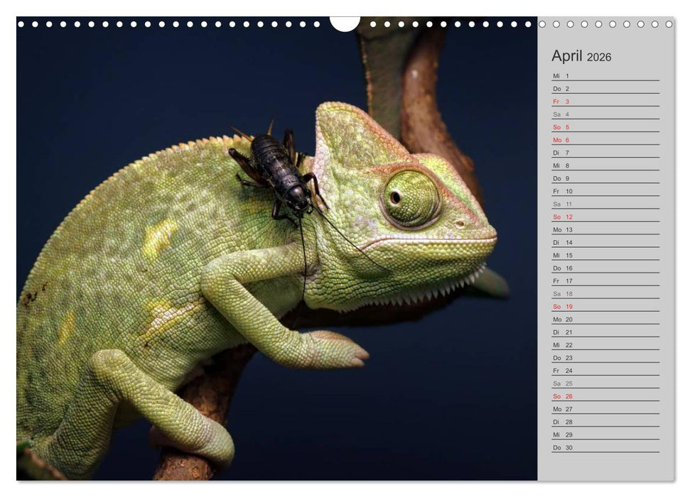 Schlangen und Co. - Faszination pur (CALVENDO Wandkalender 2026)