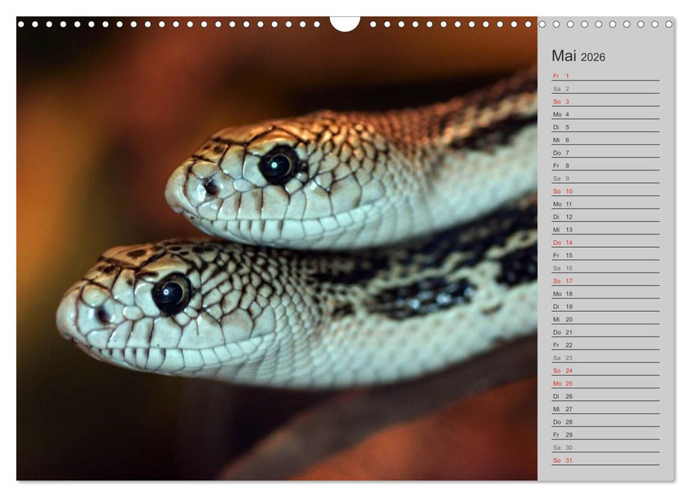 Schlangen und Co. - Faszination pur (CALVENDO Wandkalender 2026)