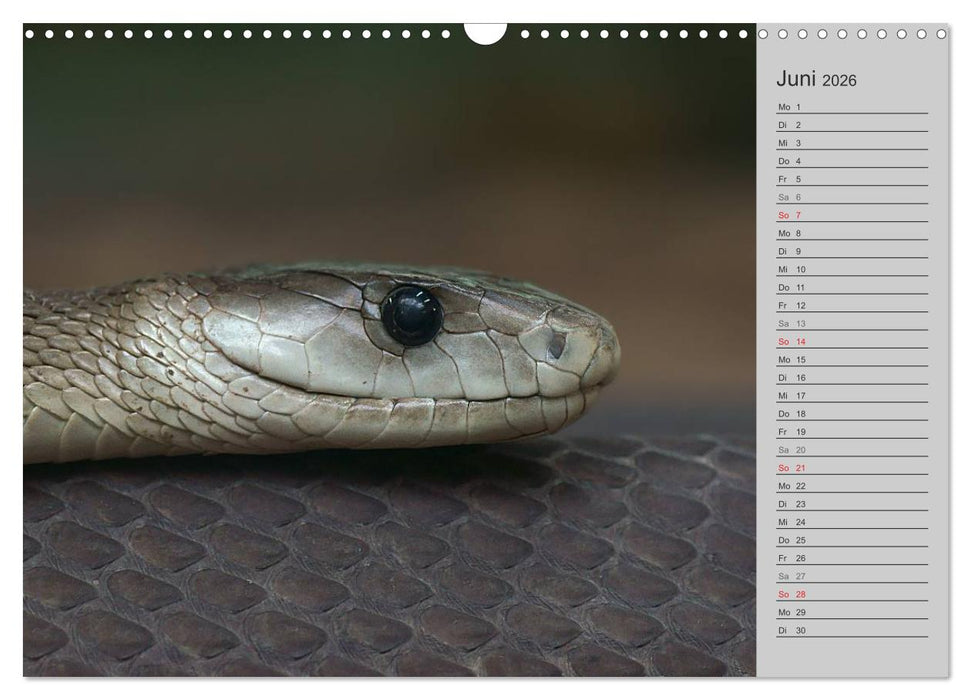 Schlangen und Co. - Faszination pur (CALVENDO Wandkalender 2026)