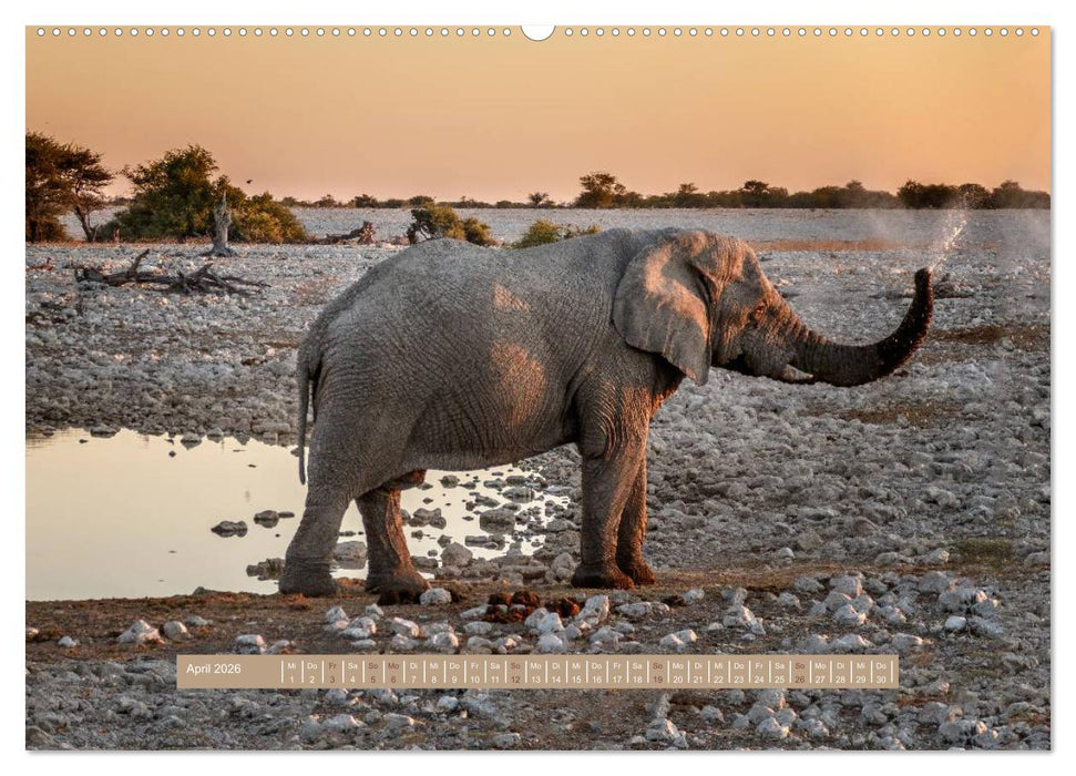 Afrikas Tierwelt - Wilde Elefanten (CALVENDO Wandkalender 2026)
