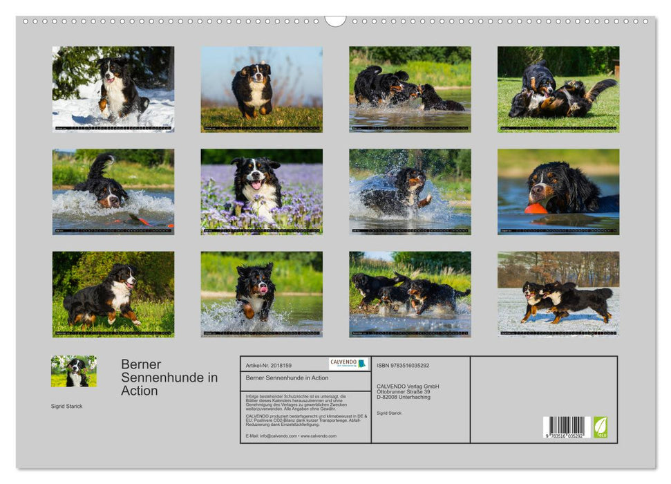 Berner Sennenhunde in Action (CALVENDO Wandkalender 2026)
