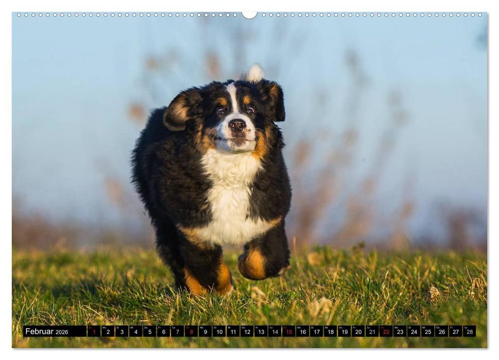 Berner Sennenhunde in Action (CALVENDO Wandkalender 2026)