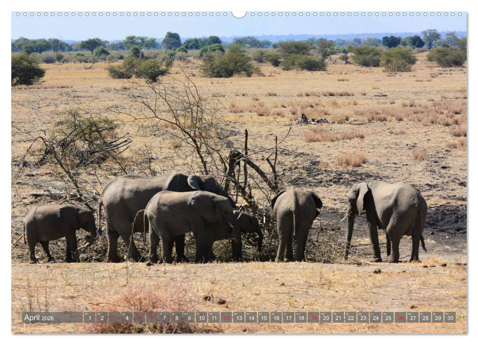 ELEFANTEN IN UNBERÜHRTER NATUR (CALVENDO Premium Wandkalender 2026)