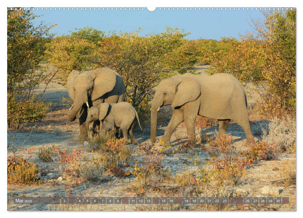 ELEFANTEN IN UNBERÜHRTER NATUR (CALVENDO Premium Wandkalender 2026)