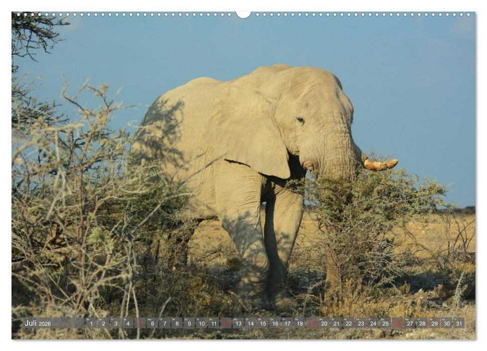 ELEFANTEN IN UNBERÜHRTER NATUR (CALVENDO Premium Wandkalender 2026)