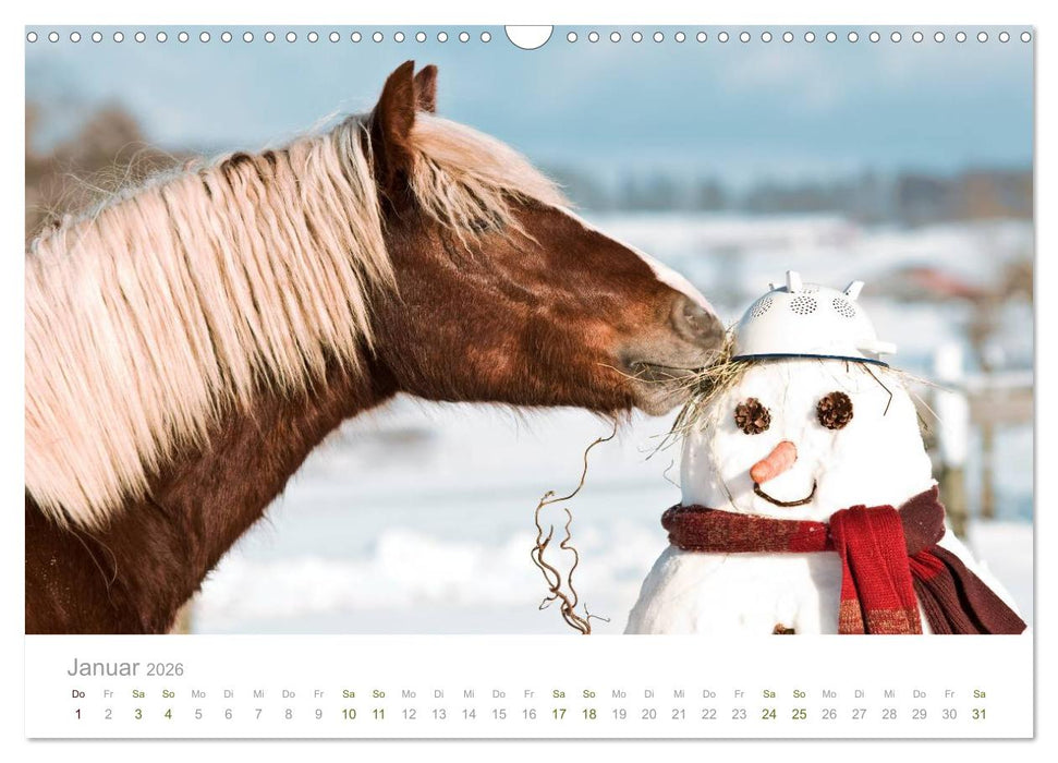 Faszination Schwarzwälder Kaltblut (CALVENDO Wandkalender 2026)