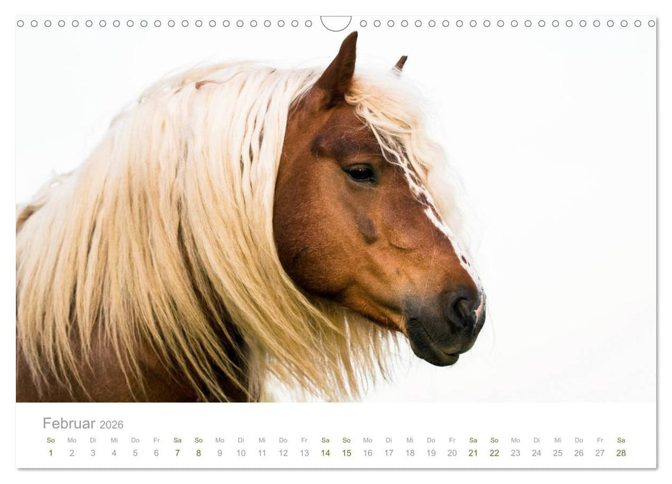 Faszination Schwarzwälder Kaltblut (CALVENDO Wandkalender 2026)