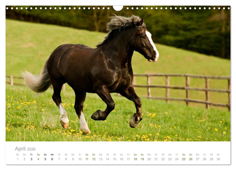 Faszination Schwarzwälder Kaltblut (CALVENDO Wandkalender 2026)