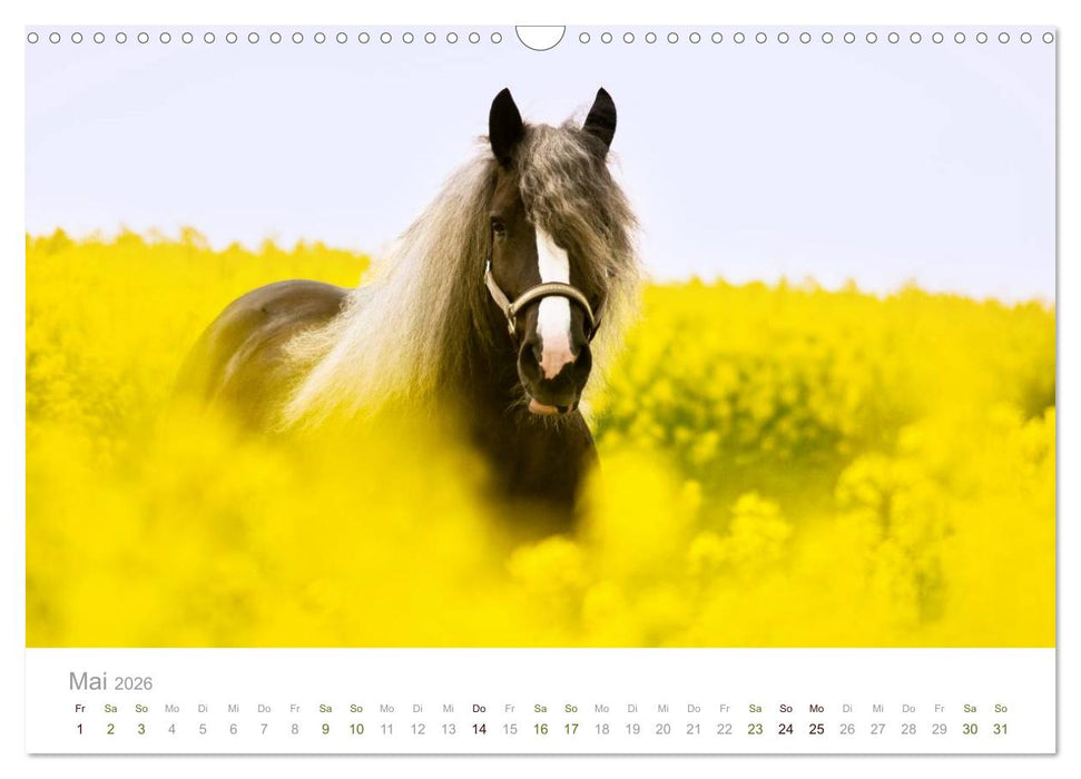 Faszination Schwarzwälder Kaltblut (CALVENDO Wandkalender 2026)