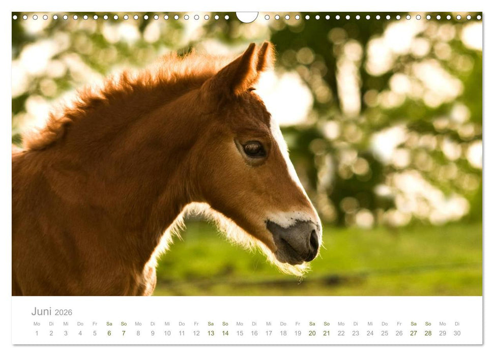 Faszination Schwarzwälder Kaltblut (CALVENDO Wandkalender 2026)