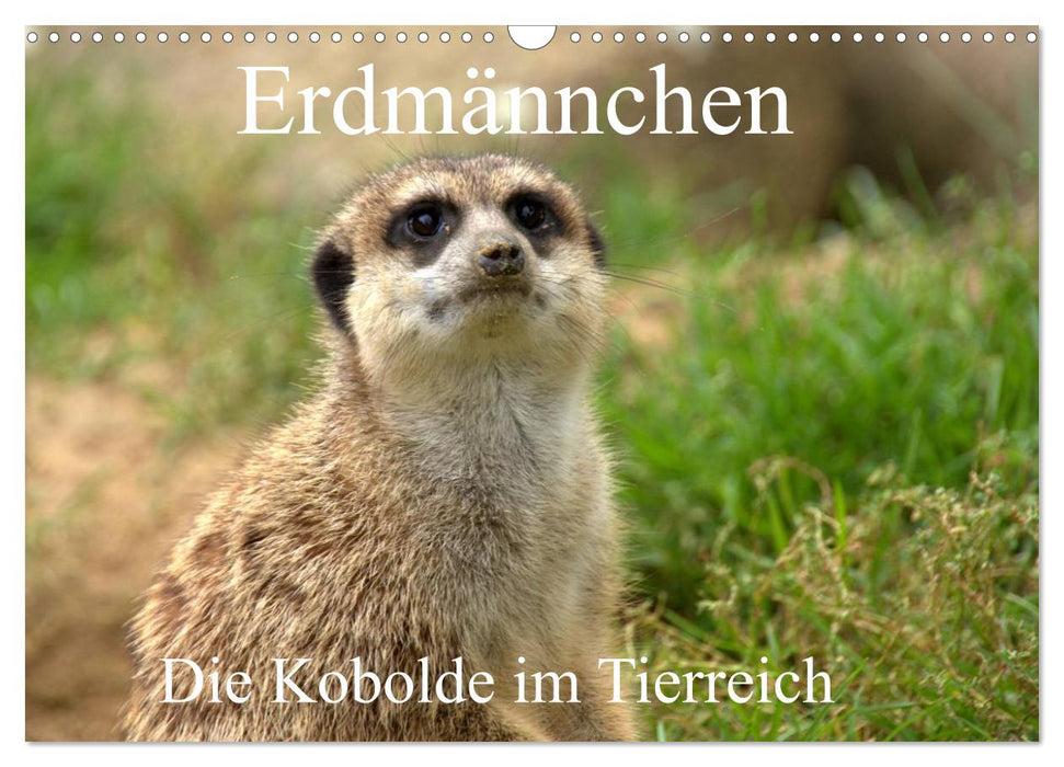 Erdmännchen - Die Kobolde im Tierreich (CALVENDO Wandkalender 2026)