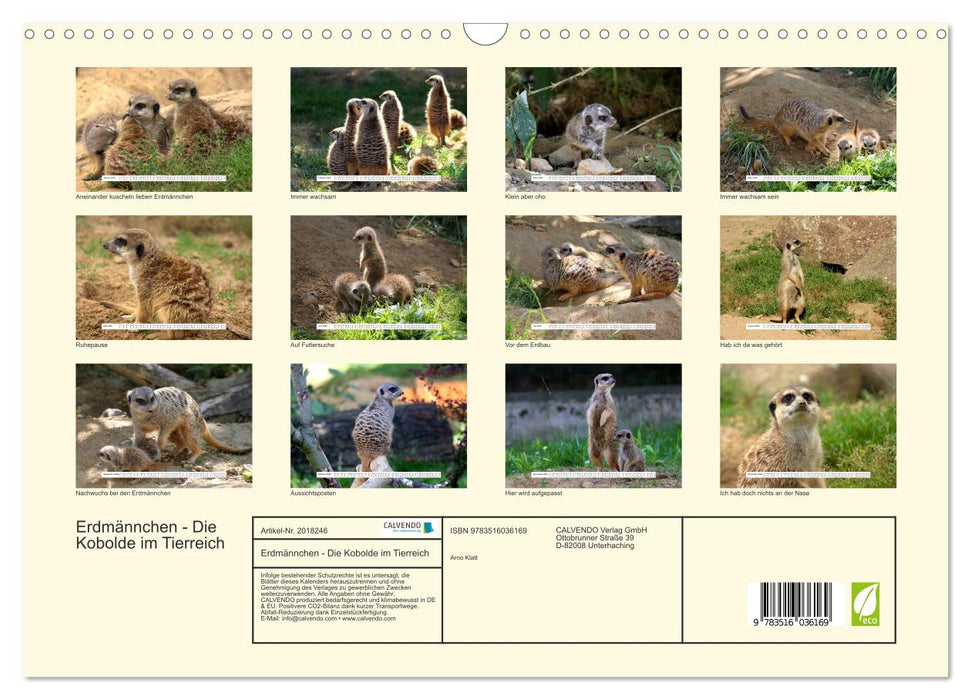 Erdmännchen - Die Kobolde im Tierreich (CALVENDO Wandkalender 2026)