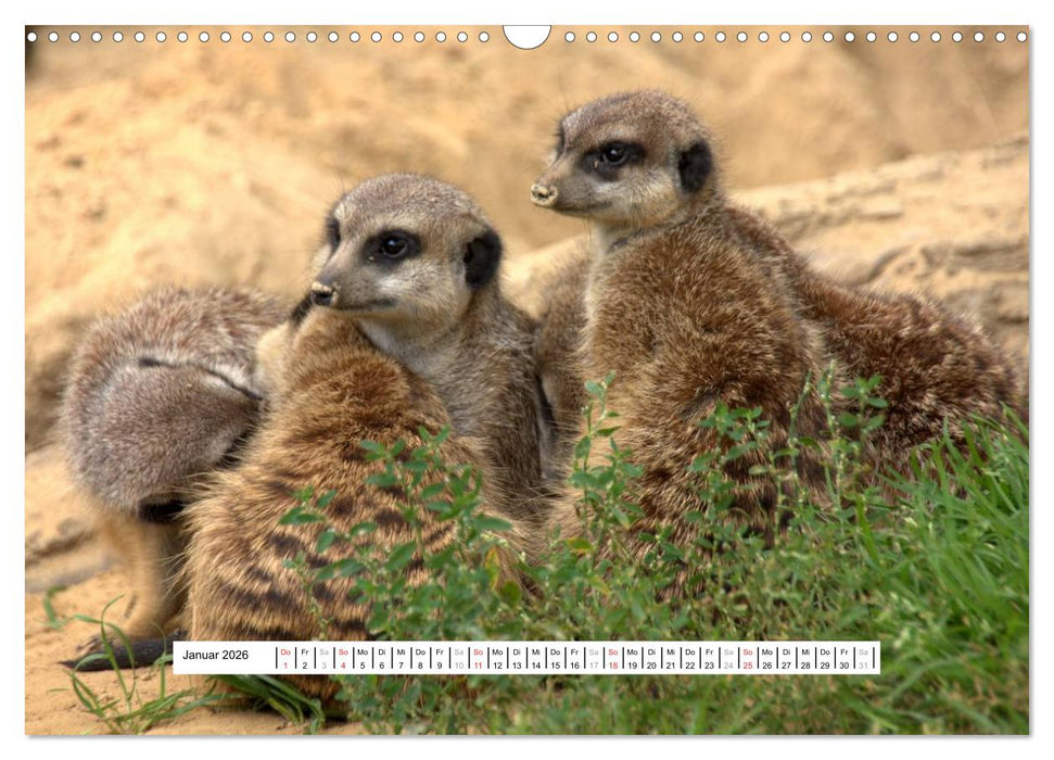 Erdmännchen - Die Kobolde im Tierreich (CALVENDO Wandkalender 2026)