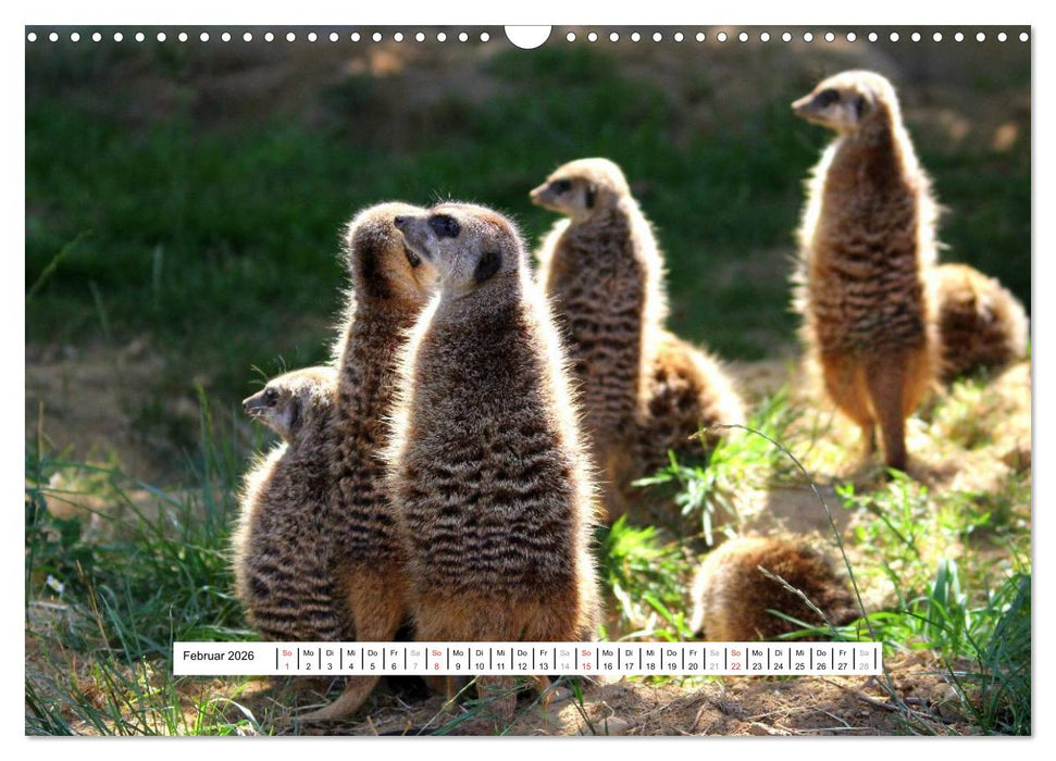 Erdmännchen - Die Kobolde im Tierreich (CALVENDO Wandkalender 2026)
