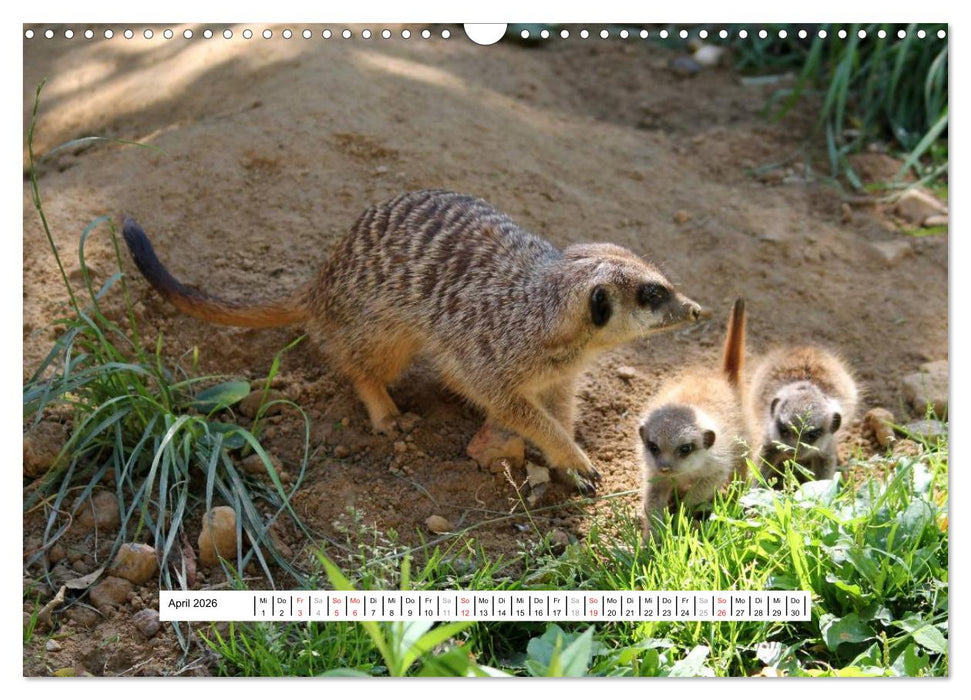 Erdmännchen - Die Kobolde im Tierreich (CALVENDO Wandkalender 2026)