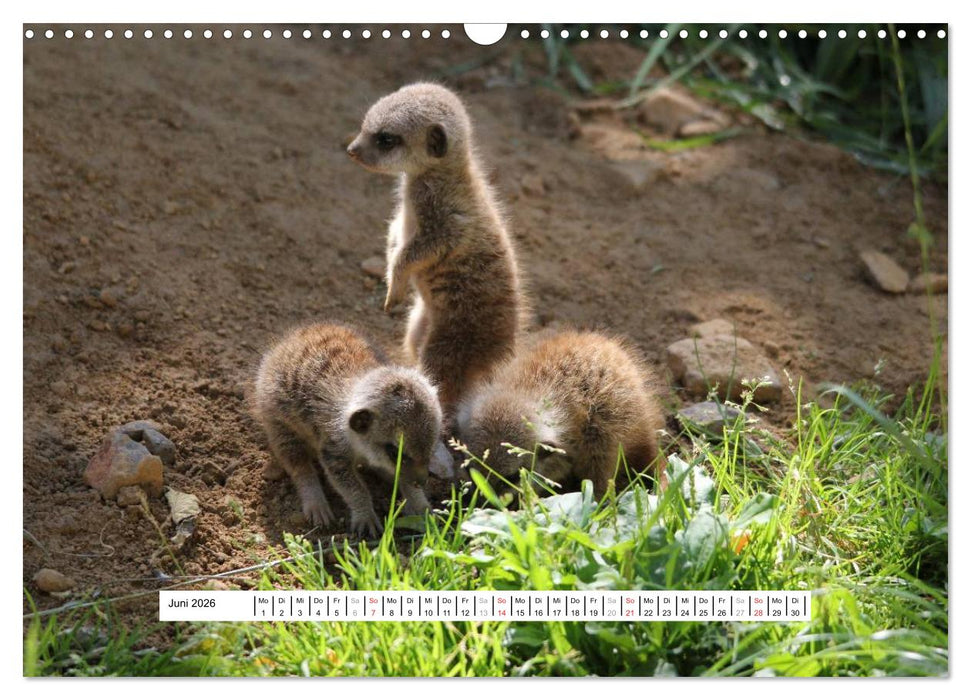 Erdmännchen - Die Kobolde im Tierreich (CALVENDO Wandkalender 2026)