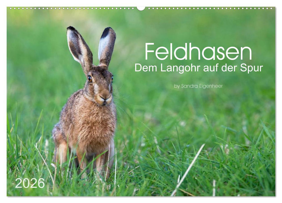 Feldhasen - dem Langohr auf der Spur (CALVENDO Wandkalender 2026)