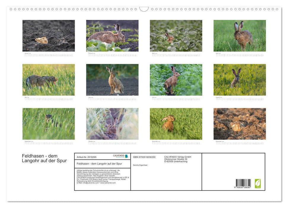 Feldhasen - dem Langohr auf der Spur (CALVENDO Wandkalender 2026)