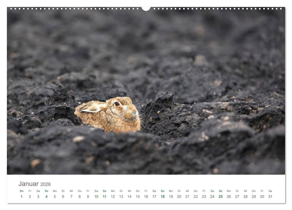 Feldhasen - dem Langohr auf der Spur (CALVENDO Wandkalender 2026)