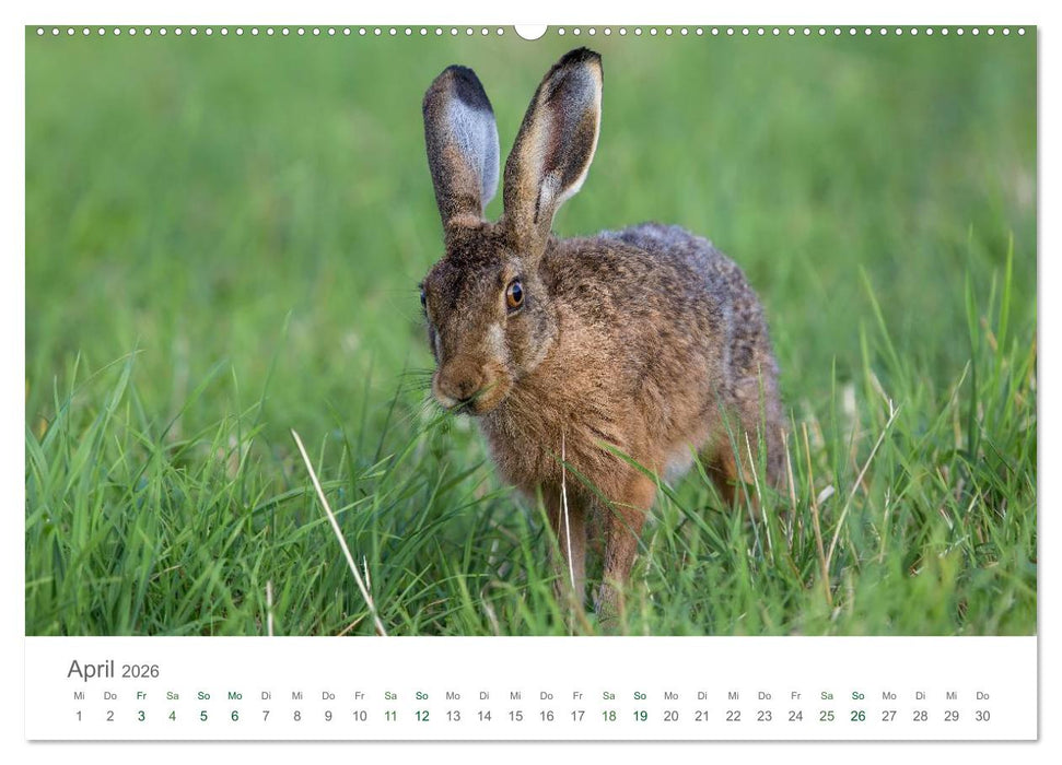 Feldhasen - dem Langohr auf der Spur (CALVENDO Wandkalender 2026)